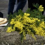 Praznik Mimoze, mimoza i riba