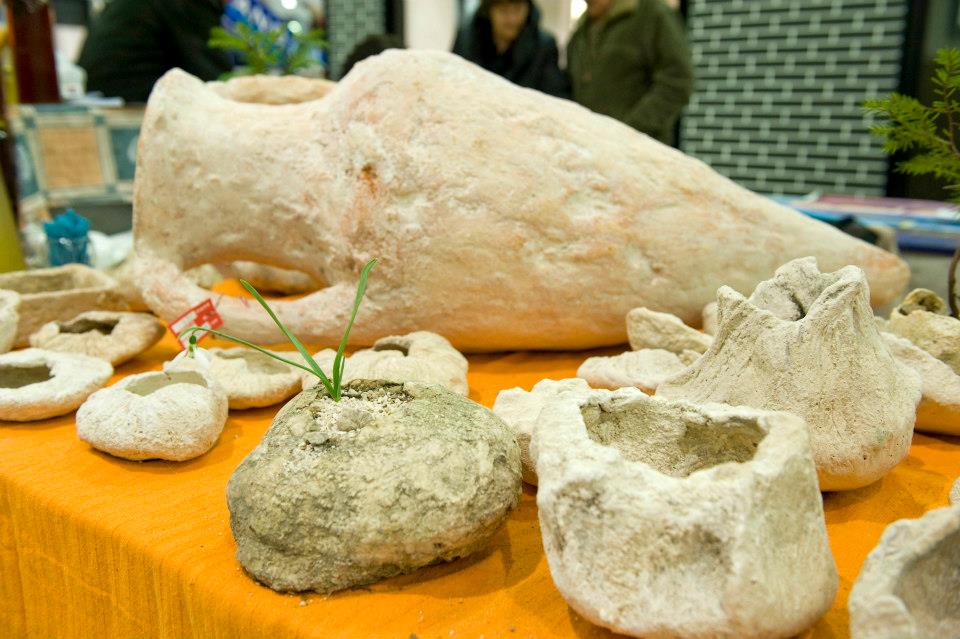 izlozba cvijeca dani mimoze