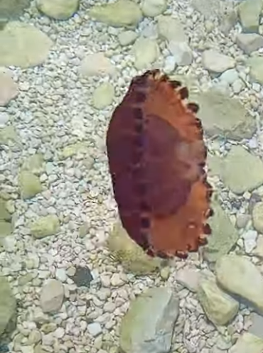meduza