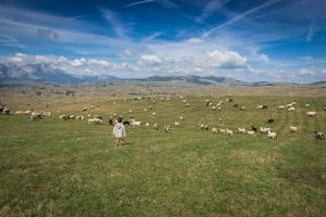 Ovce na poljani