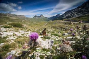 Pogled na Bobotov Kuk, Durmitor sa pticom Kolibri