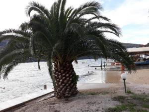 djenovici-fiammanti-plaza-bambi-more-zima-talasi-palma